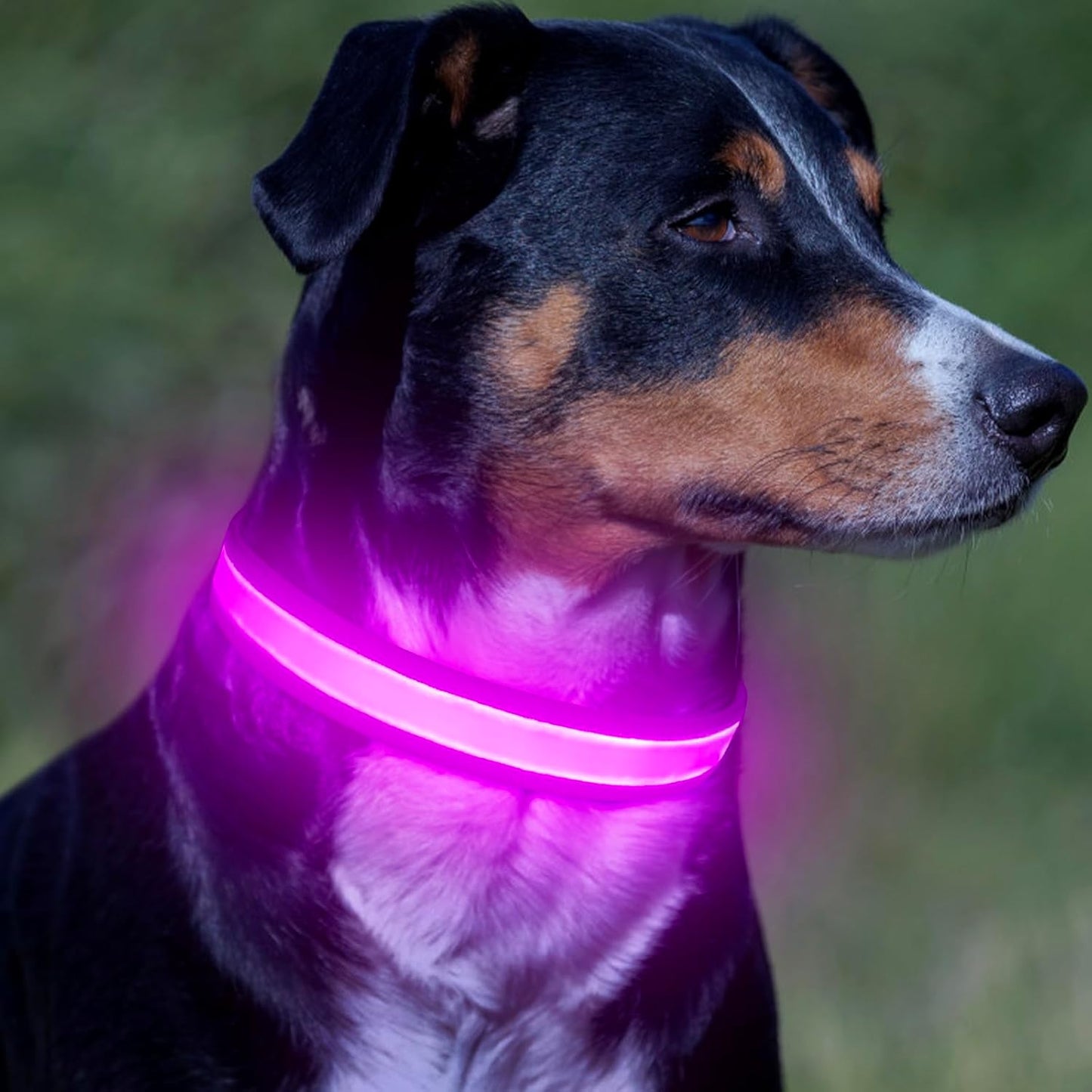 Rechargeable LED Dog Collar - Adjustable Super Bright Glowing Safety Collar for Medium Dogs (Red)